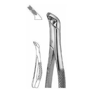 Extracting Forceps # 151 Xas, American Pattern